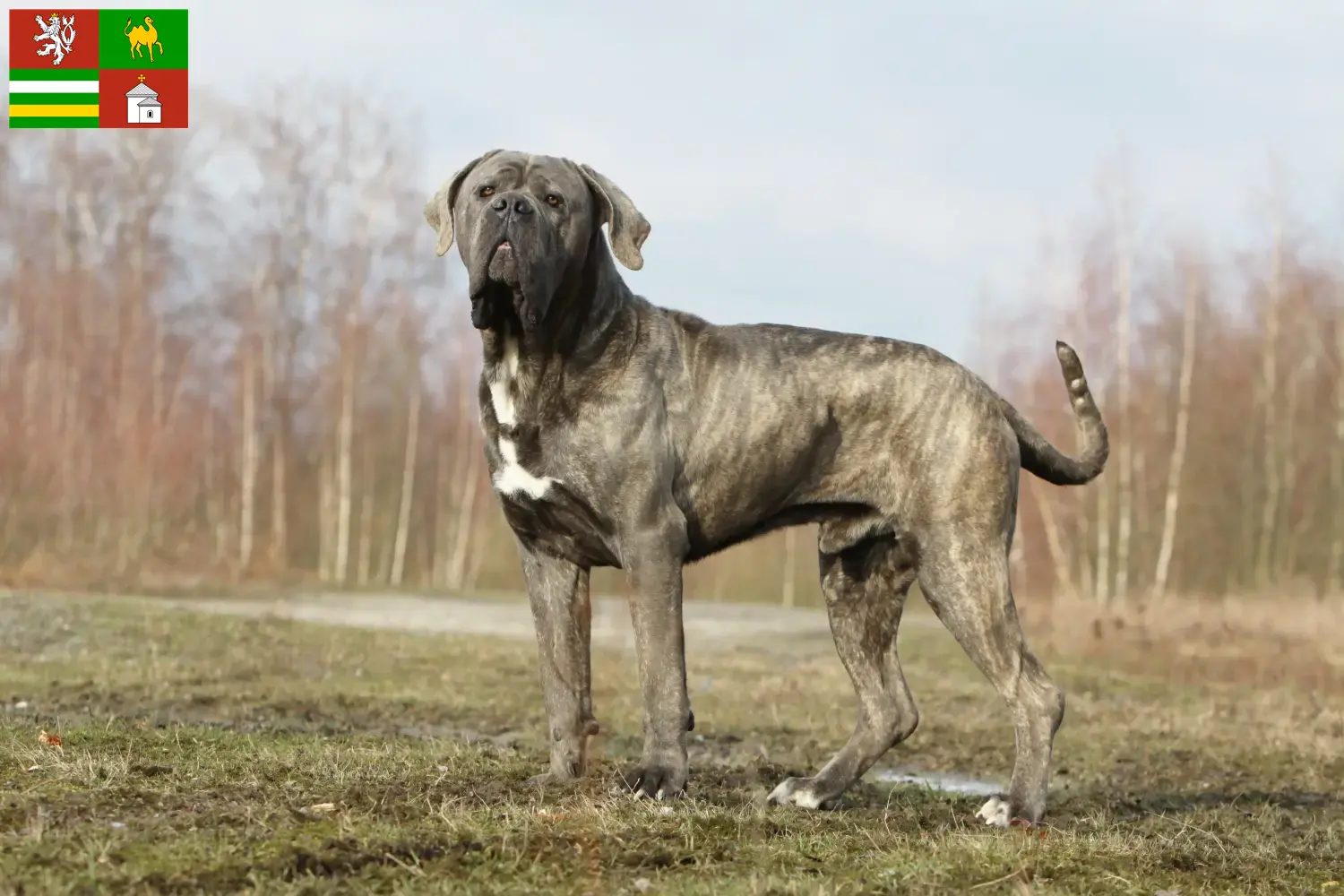 Read more about the article Cane Corso Italiano breeders and puppies in Pilsen