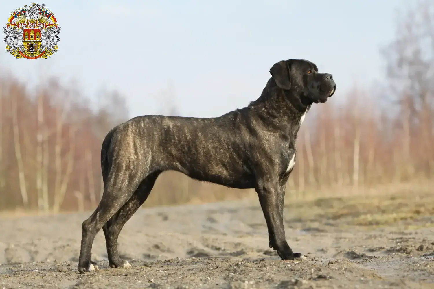 Read more about the article Cane Corso Italiano breeders and puppies in Prague