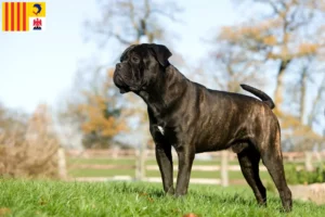 Read more about the article Cane Corso Italiano breeders and puppies in Provence-Alpes-Côte d’Azur