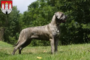 Read more about the article Cane Corso Italiano breeders and puppies in Salzburg