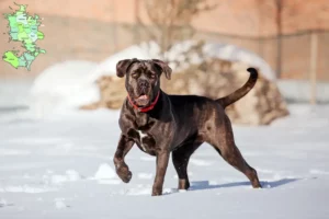 Read more about the article Cane Corso Italiano breeders and puppies in Sjælland