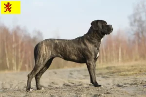 Read more about the article Cane Corso Italiano breeders and puppies in South Holland