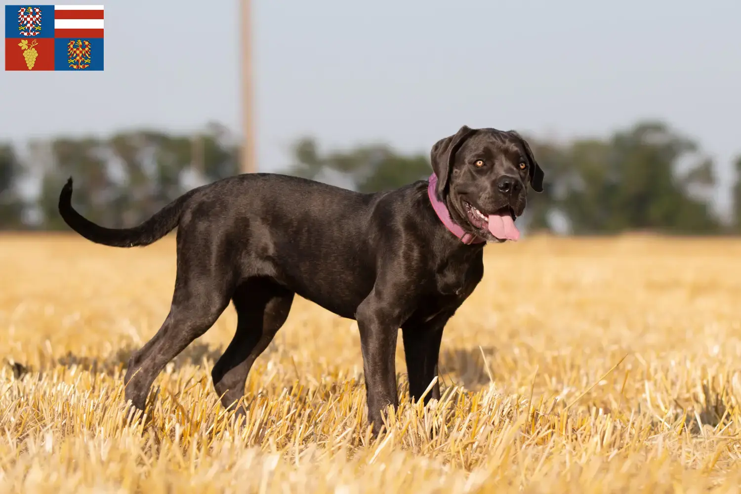 Read more about the article Cane Corso Italiano breeders and puppies in South Moravia