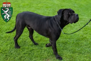 Read more about the article Cane Corso Italiano breeders and puppies in Styria