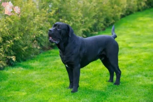 Read more about the article Cane Corso Italiano breeders and puppies in Syddanmark