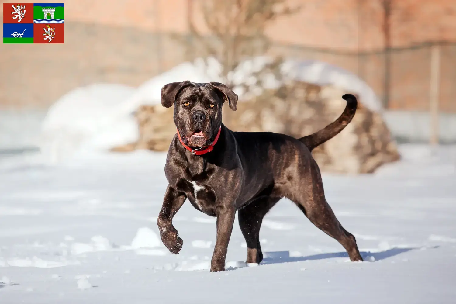 Read more about the article Cane Corso Italiano breeders and puppies in Ústí