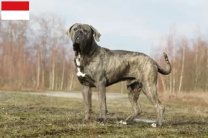 Read more about the article Cane Corso Italiano breeders and puppies in Vienna