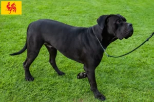 Read more about the article Cane Corso Italiano breeders and puppies in Walloon Region