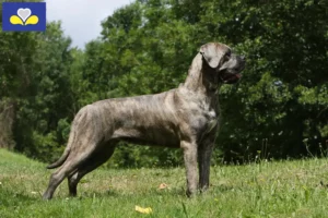 Read more about the article Cane Corso Italiano breeders and puppies in Brussels-Capital Region