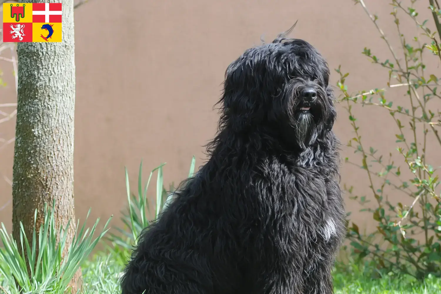 Read more about the article Cão de Agua português breeders and puppies in Auvergne-Rhône-Alpes