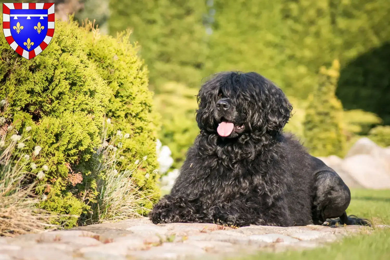 Read more about the article Cão de Agua português breeders and puppies in Centre-Val de Loire