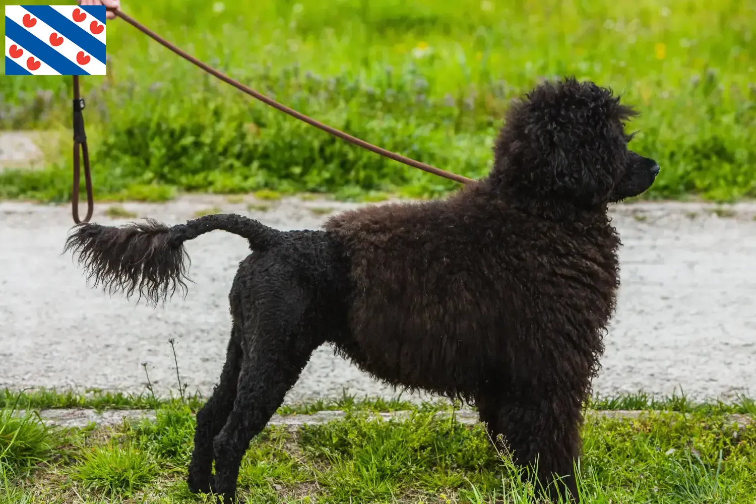 Read more about the article Cão de Agua português breeders and puppies in Friesland