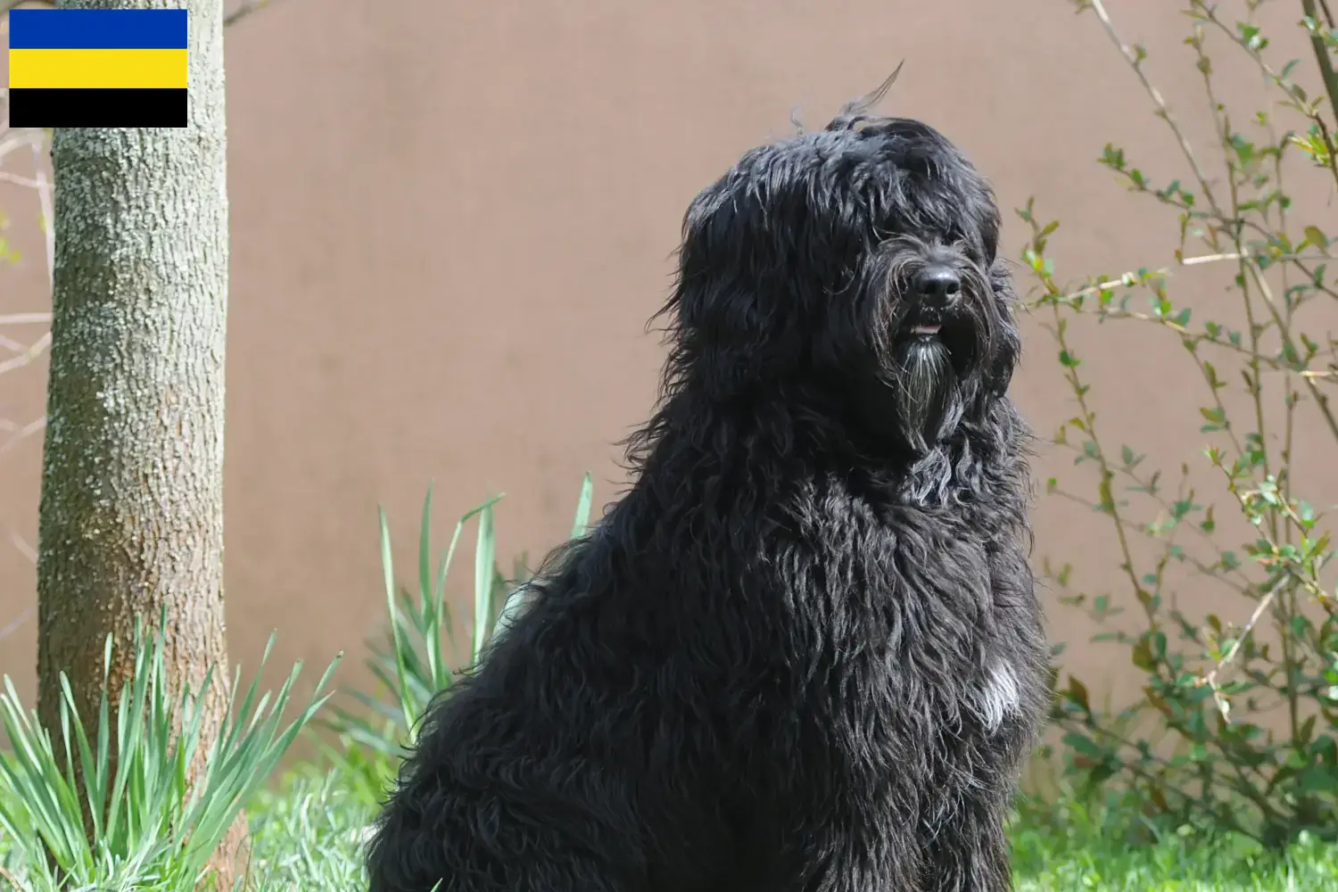 Read more about the article Cão de Agua português breeders and puppies in Gelderland