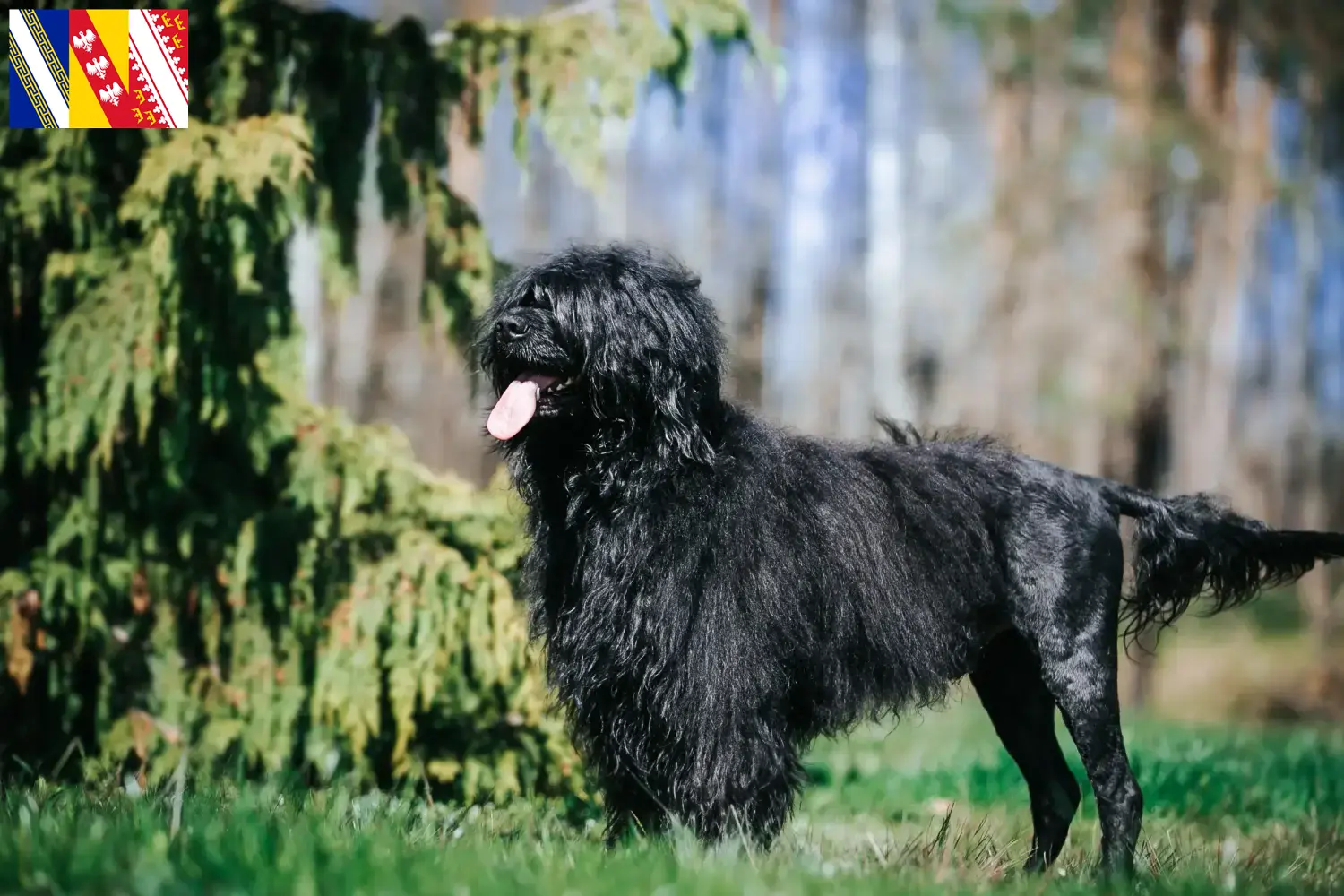 Read more about the article Cão de Agua português breeders and puppies in Grand Est