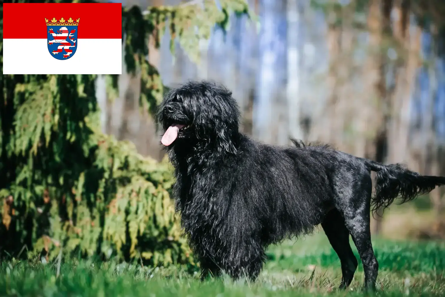 Read more about the article Cão de Agua português breeders and puppies in Hessen