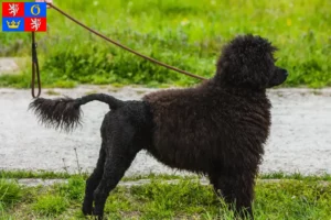 Read more about the article Cão de Agua português breeders and puppies in Hradec Králové