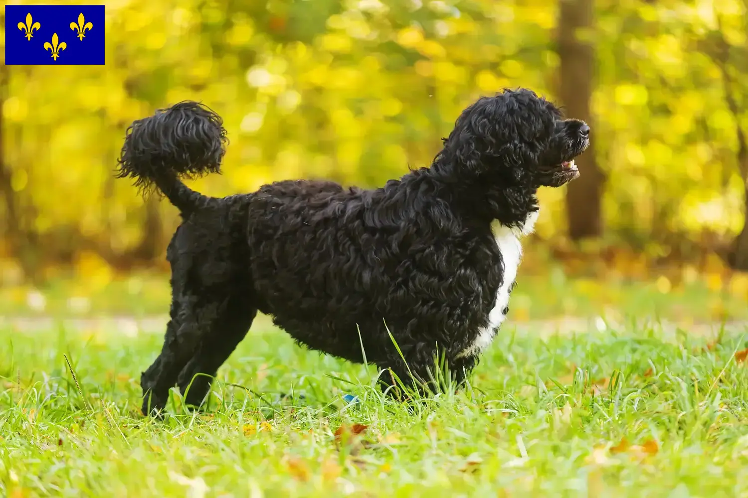 Read more about the article Cão de Agua português breeders and puppies in Île-de-France