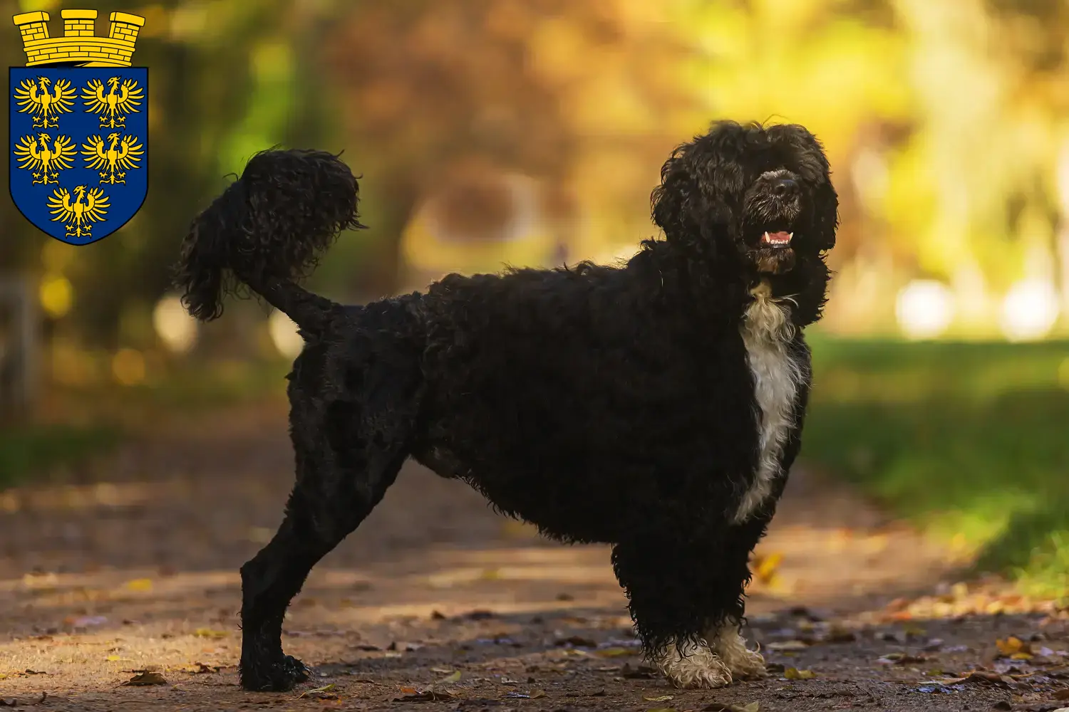 Read more about the article Cão de Agua português breeders and puppies in Lower Austria