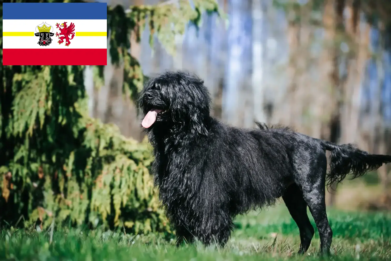 Read more about the article Cão de Agua português breeders and puppies in Mecklenburg-Vorpommern