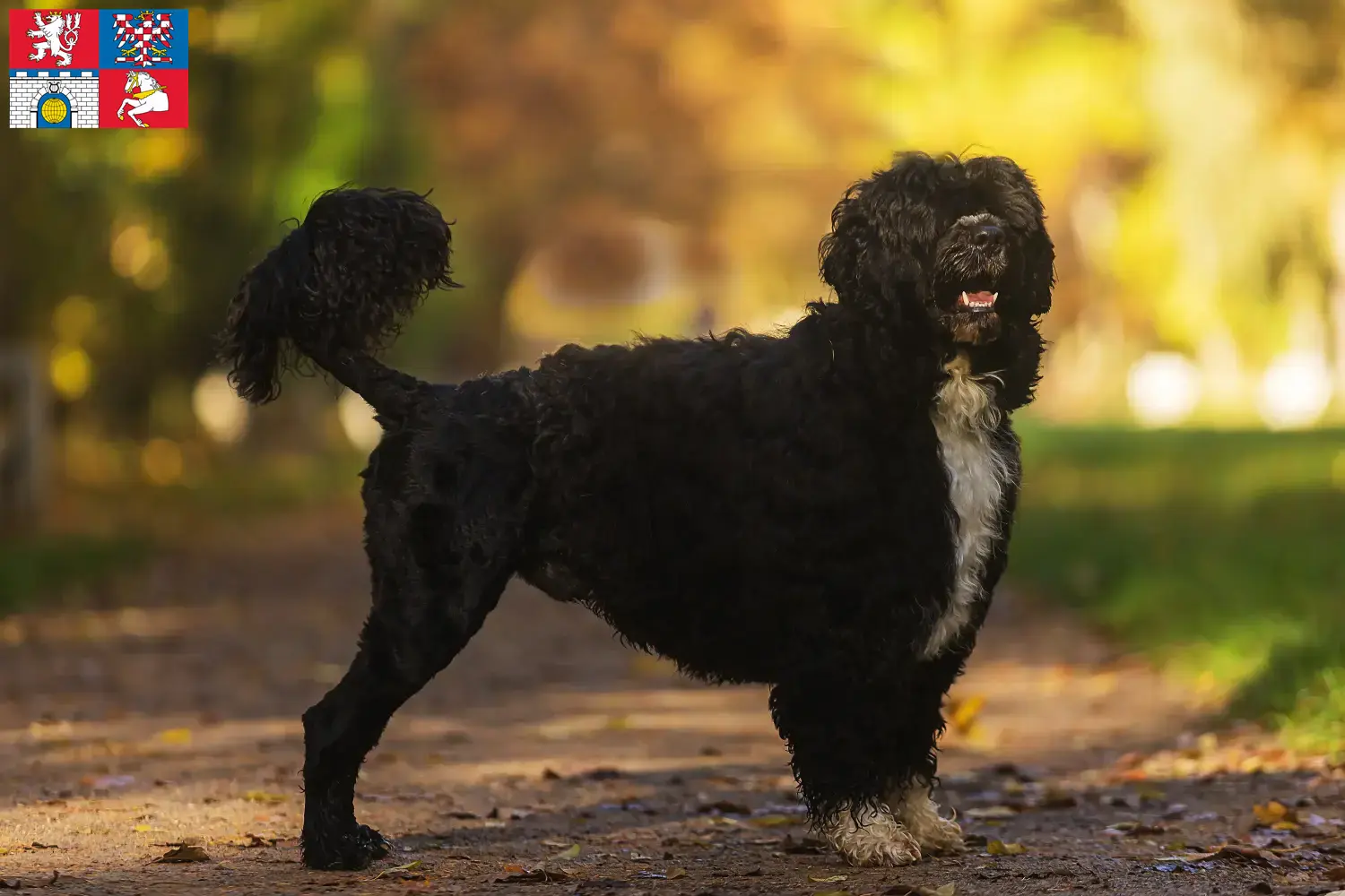 Read more about the article Cão de Agua português breeders and puppies in Pardubice