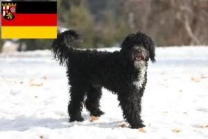 Read more about the article Cão de Agua português breeders and puppies in Rhineland-Palatinate