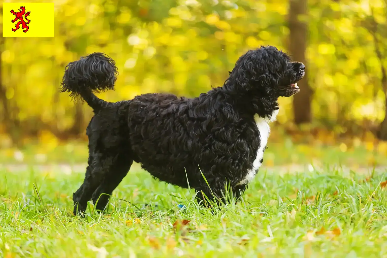 Read more about the article Cão de Agua português breeders and puppies in South Holland