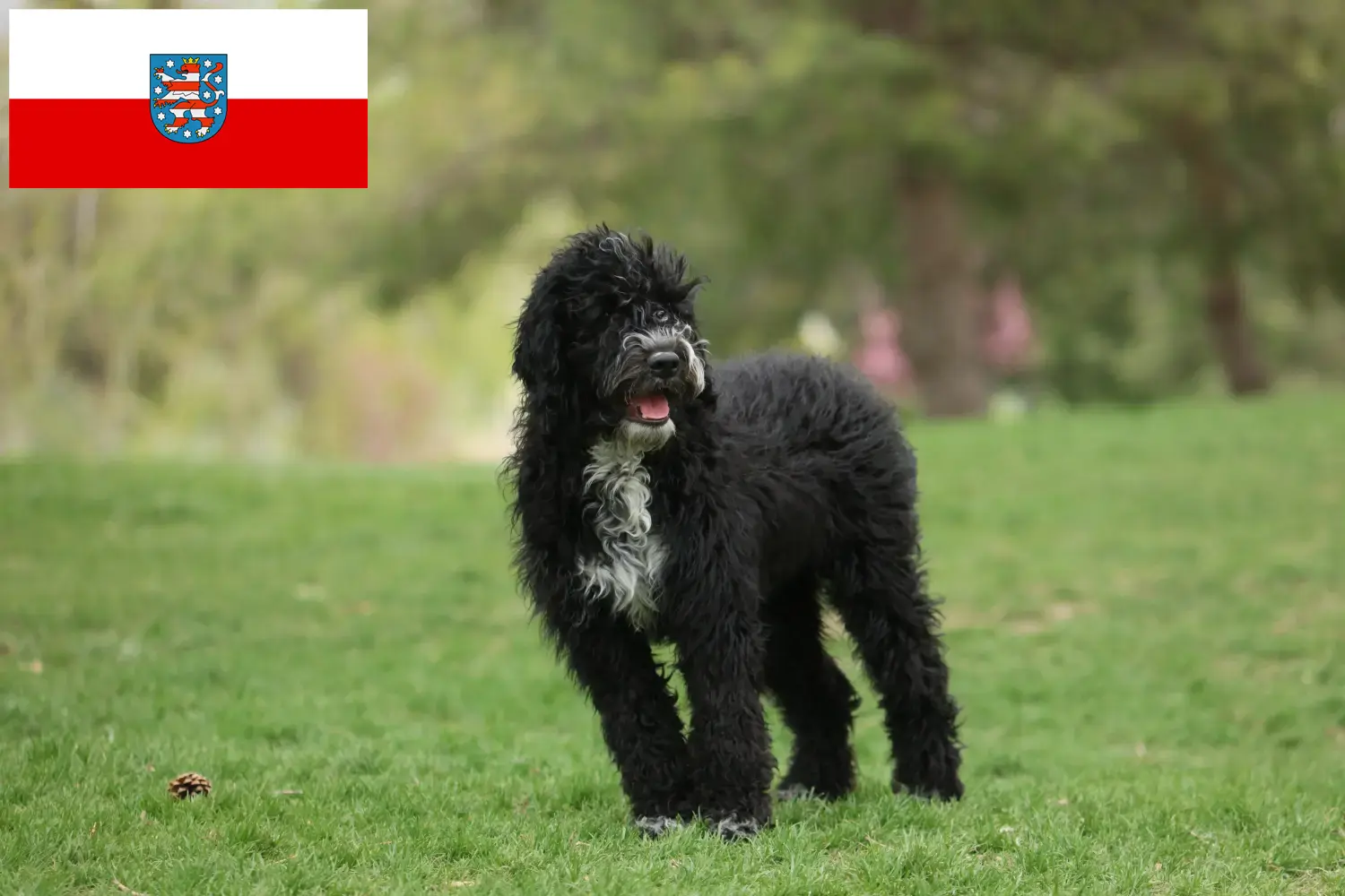 Read more about the article Cão de Agua português breeders and puppies in Thuringia