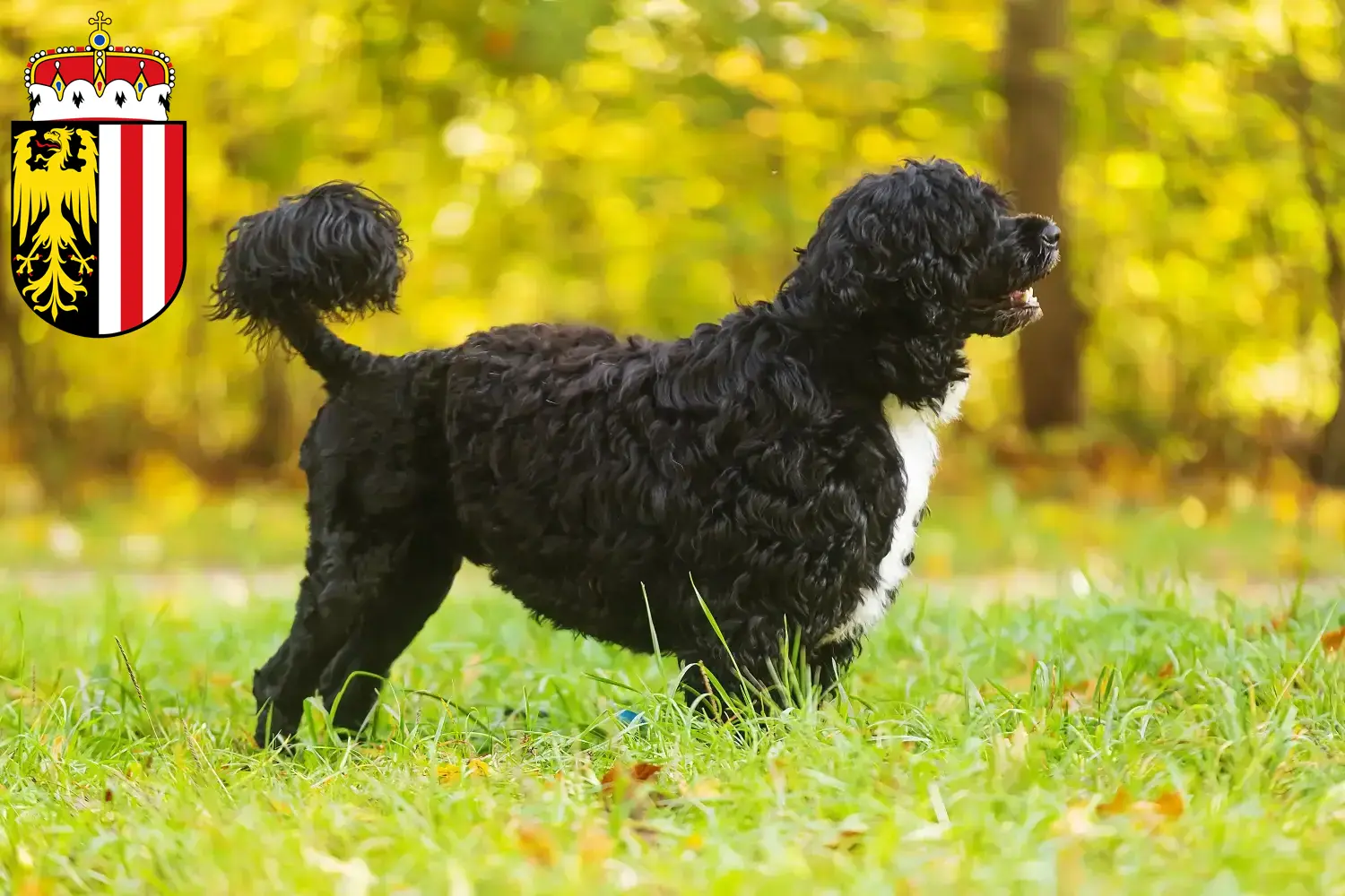 Read more about the article Cão de Agua português breeders and puppies in Upper Austria