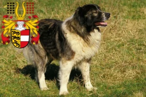 Read more about the article Caucasian Shepherd Dog Breeder and Puppies in Carinthia