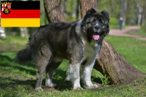 Read more about the article Caucasian Shepherd Dog Breeder and Puppies in Rhineland-Palatinate