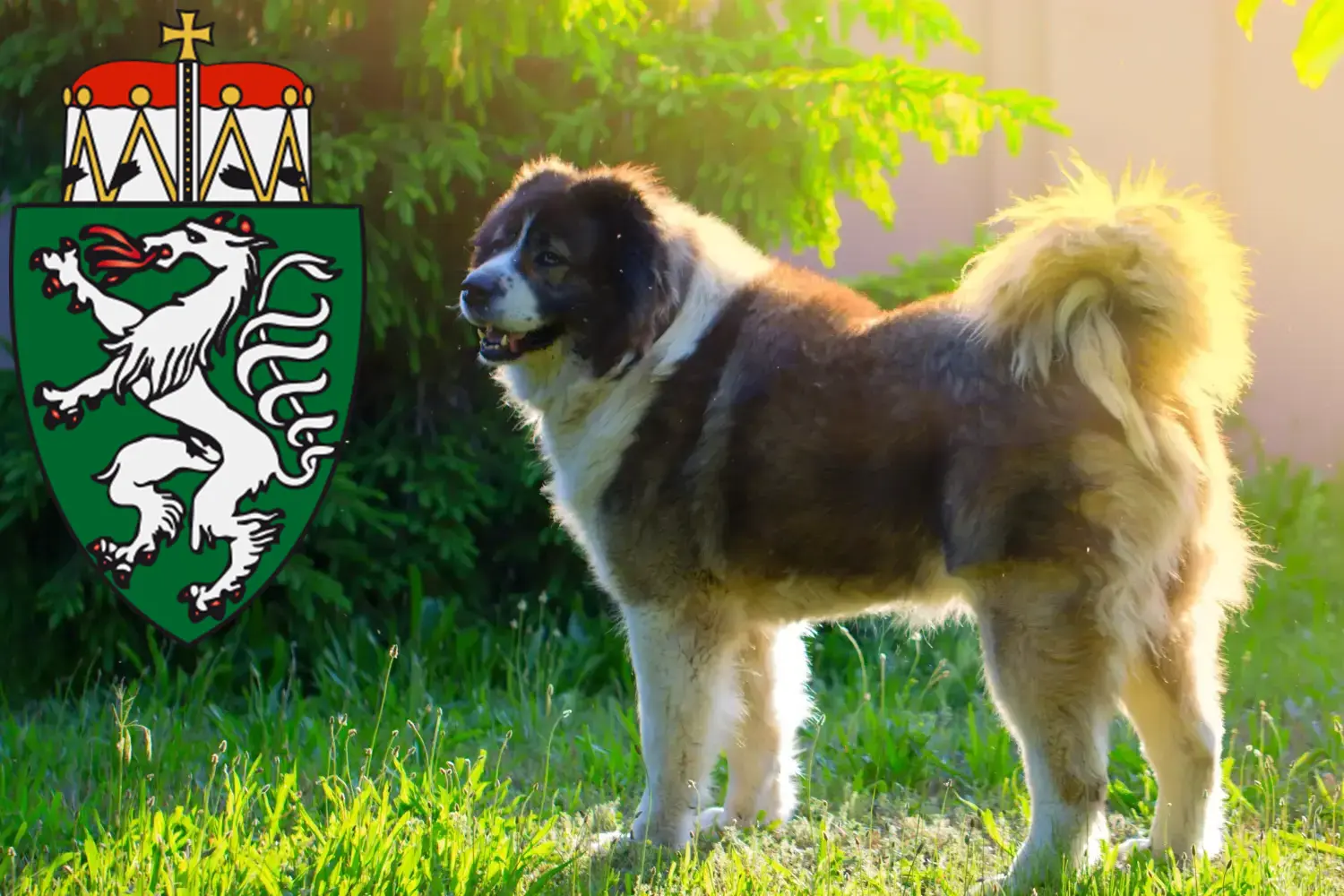 Read more about the article Caucasian Shepherd Dog Breeder and Puppies in Styria