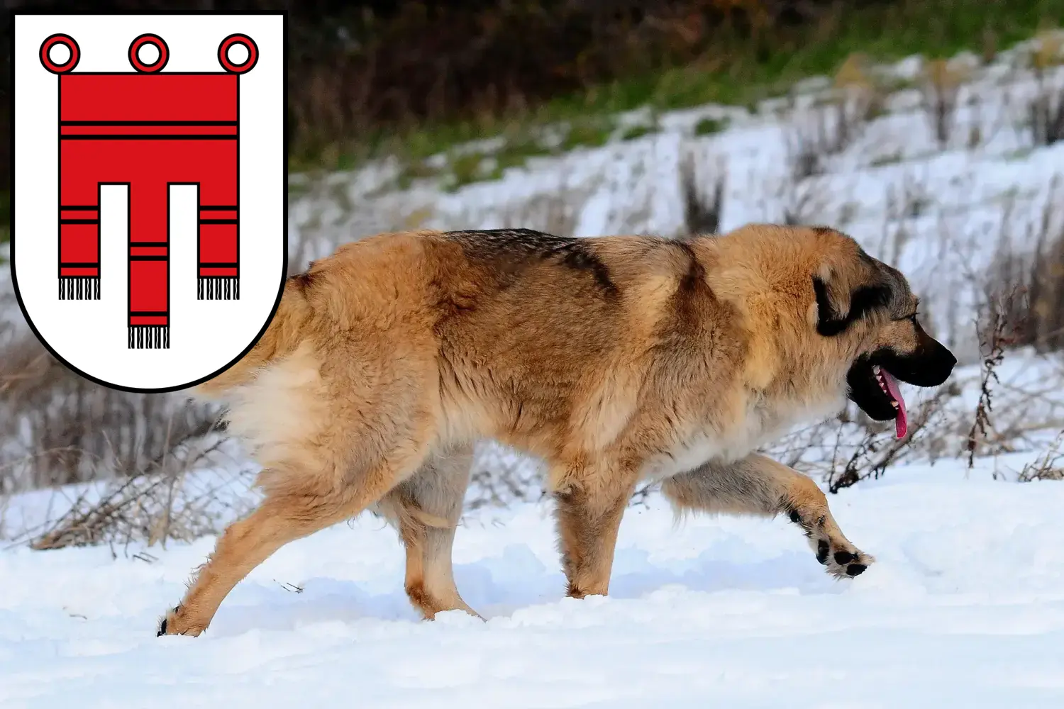 Read more about the article Caucasian Shepherd Dog Breeder and Puppies in Vorarlberg