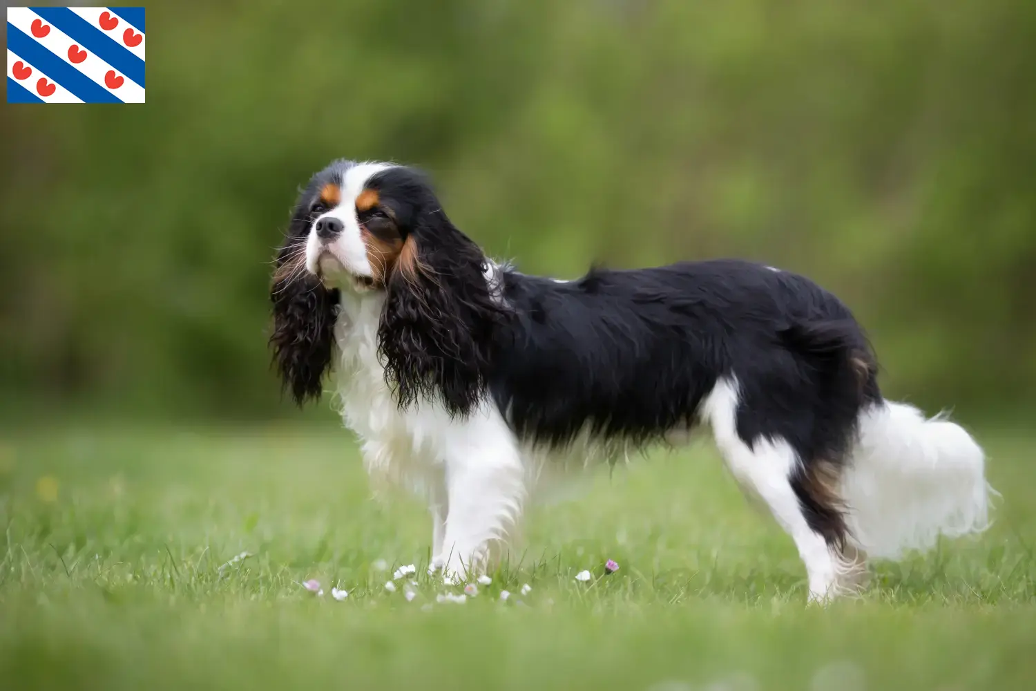 Read more about the article Cavalier King Charles Spaniel breeders and puppies in Friesland