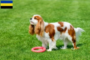 Read more about the article Cavalier King Charles Spaniel breeders and puppies in Gelderland