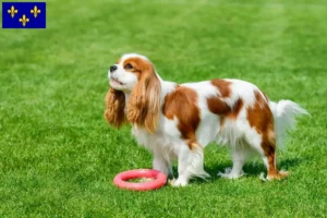 Read more about the article Cavalier King Charles Spaniel breeders and puppies in Île-de-France