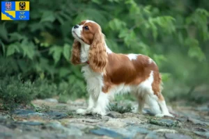 Read more about the article Cavalier King Charles Spaniel breeder and puppies in Olomouc