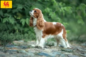 Read more about the article Cavalier King Charles Spaniel breeders and puppies in Walloon Region