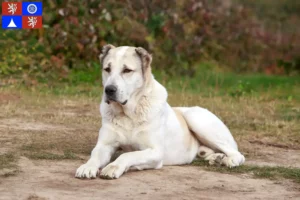 Read more about the article Central Asian Shepherd Dog breeder and puppies in Liberec