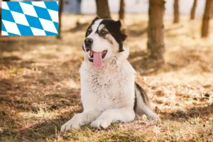 Read more about the article Central Asian Shepherd breeders and puppies in Bavaria