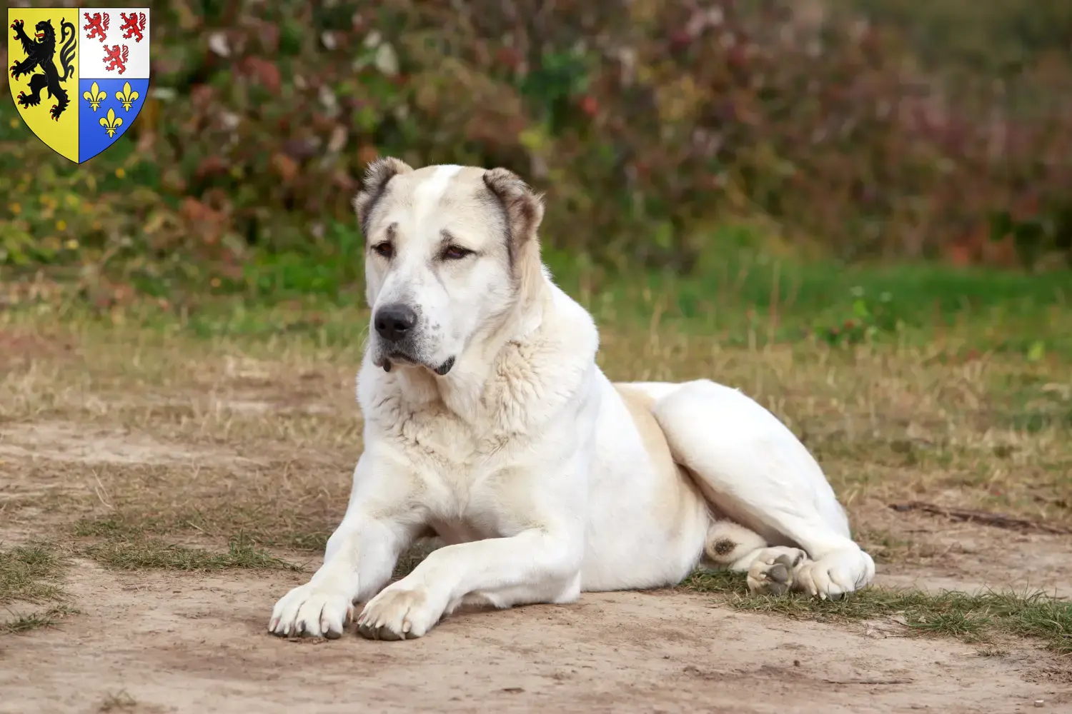 Read more about the article Central Asian Shepherd Dog breeder and puppies in Hauts-de-France