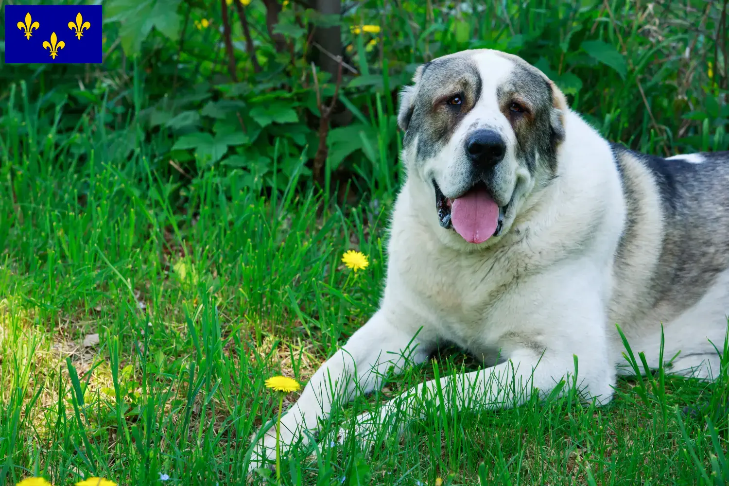 Read more about the article Central Asian Shepherd Dog breeders and puppies in Île-de-France