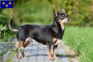 Read more about the article Chihuahua breeders and puppies in Île-de-France