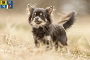 Read more about the article Chihuahua breeders and puppies in Moravia-Silesia