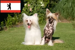 Read more about the article Chinese Crested Dog breeders and puppies in Berlin