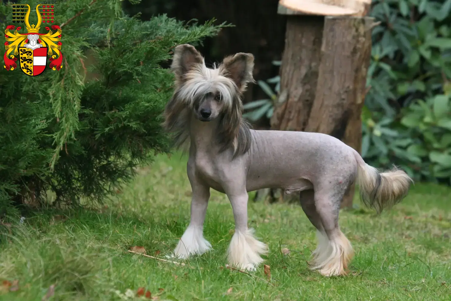 Read more about the article Chinese Crested Dog breeders and puppies in Carinthia