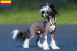 Read more about the article Chinese Crested Dog breeders and puppies in North Holland