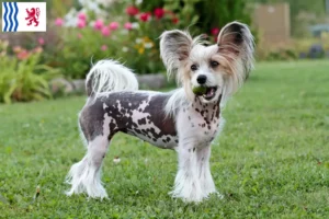 Read more about the article Chinese Crested Dog breeders and puppies in Nouvelle-Aquitaine