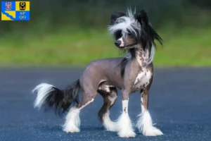 Read more about the article Chinese Crested Dog breeder and puppies in Olomouc