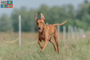 Read more about the article Cirneco dell’ Etna breeders and puppies in Bourgogne-Franche-Comté