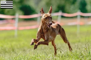 Read more about the article Cirneco dell’ Etna breeders and puppies in Brittany